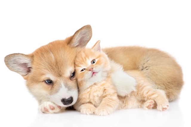 Vieles für Katzen und Hunde kaufen